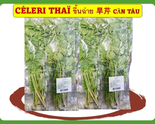 Céleri Thaï ขึ้นฉ่าย Rau cần tàu