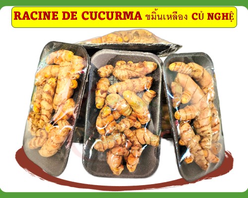 Racine de curcuma Củ nghệ ขมิ้นเหลือง