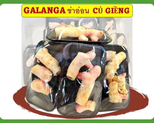 Galanga/ Củ giềng/ ข่าอ่อน