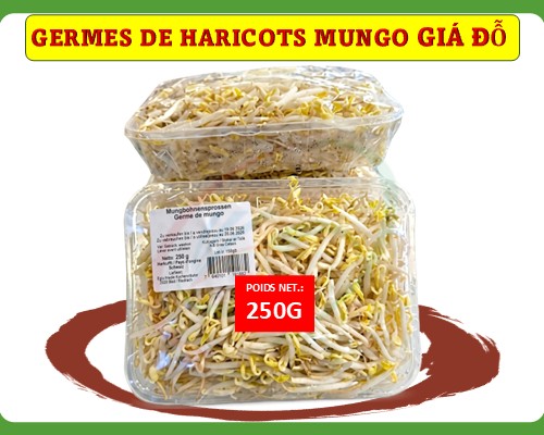 Germes de haricots mungo Giá tươi