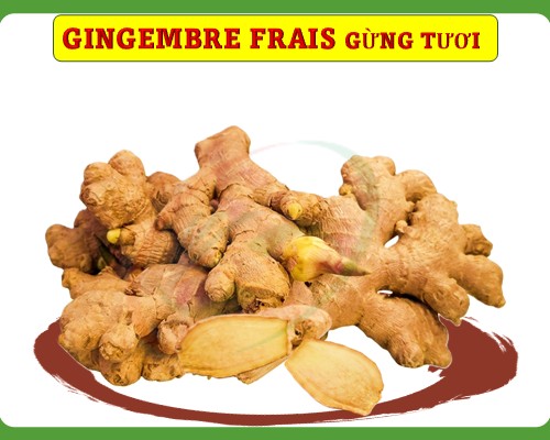 Ginger/ Gingembre frais Gừng