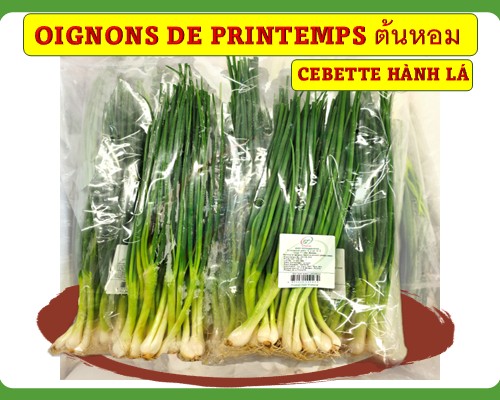 Oignons de printemps/ Cebette