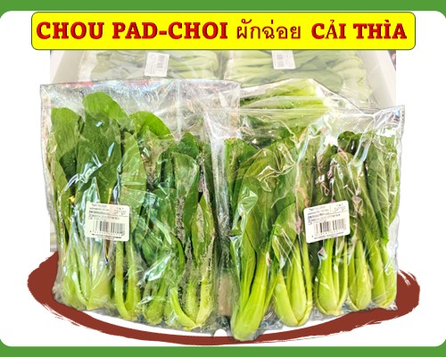 Mini Shanghai pad-choi ผักฉ่อย Cải Thìa