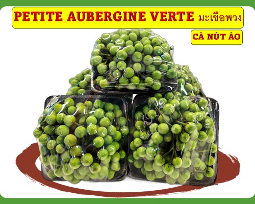 Petite aubergine verte Cà nút áo มะเขือพวง