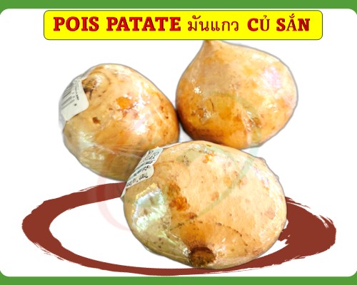 Pois patate มันแกว củ sắn (củ đậu)