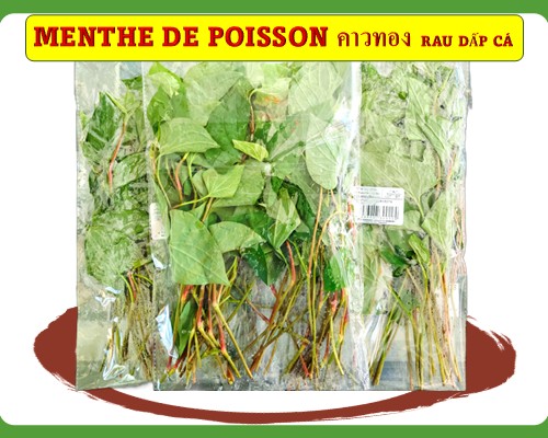 Menthe de poisson คาวทอง RAU DẤP CÁ