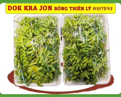 Dok kra jon Bông thiên lý ดอกขจร