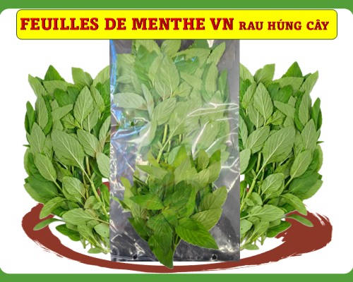 Feuilles de menthe Vietnam Húng cây