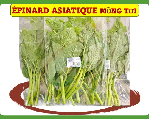 Épinard asiatique Mồng tơi ผักปลัง