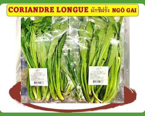 Coriandre longue Ngò gai ผักชีฝรั่ง 刺芹