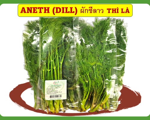 Aneth/ Dill (fennel) thì là