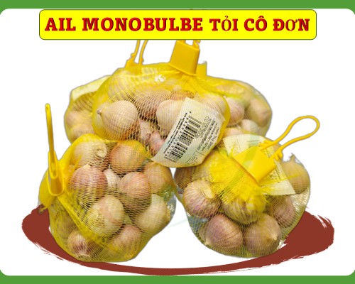 Ail monobulbe/ solo garlic Tỏi cô đơn