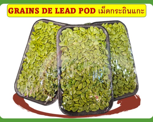 Grains de lead pod เม็ดกระถินแกะ
