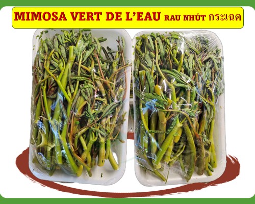 Mimosa verte de l'eau Rau nhút กระเฉด