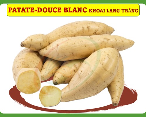 Patate-douce blanc/ khoai lang trắng