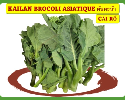 Kailan/ Brocoli asiatique Cải rổ